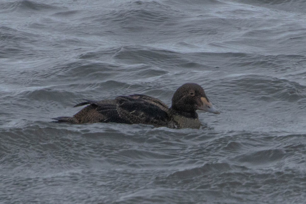 King Eider - ML296317781