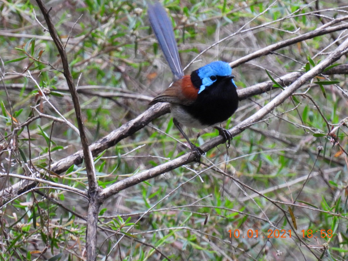 Red-winged Fairywren - ML296318521