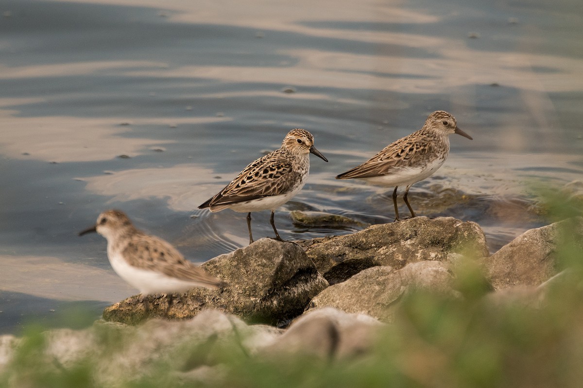 Semipalmated Sandpiper - Sue Barth