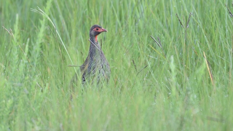 Red-necked Spurfowl - ML296318811
