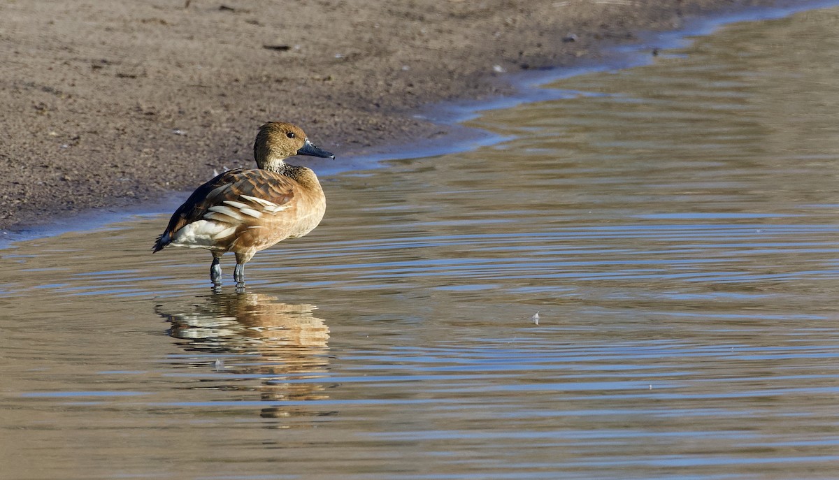 Dendrocygne fauve - ML296321681