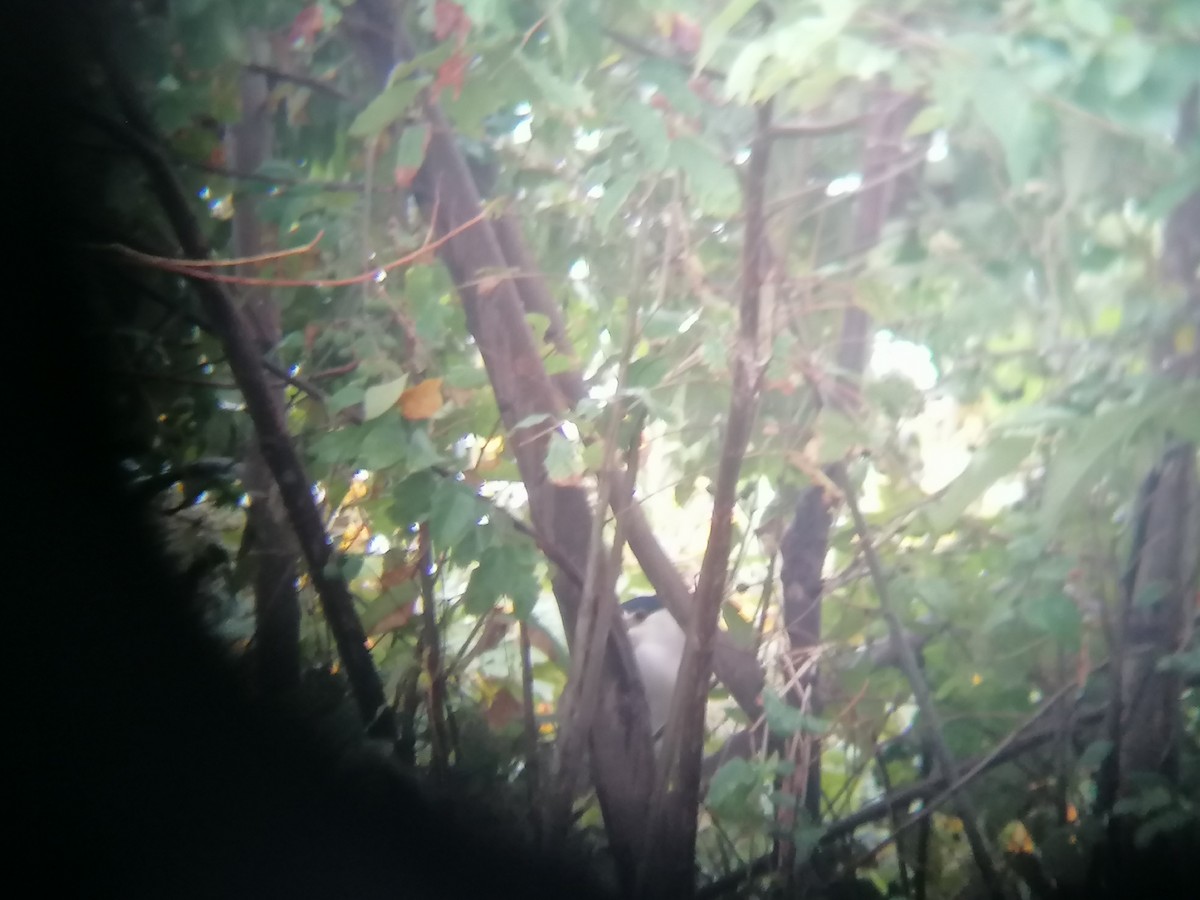 Black-crowned Night Heron - ML296322191