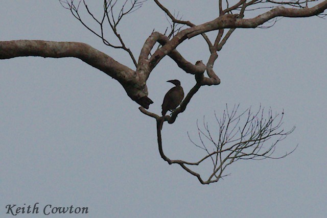 Helmeted Friarbird (New Guinea) - ML296323011