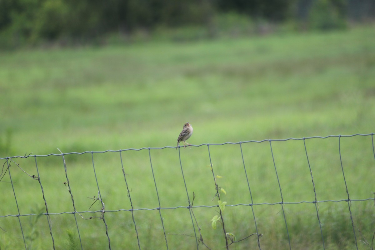 Grasshopper Sparrow - ML296326051