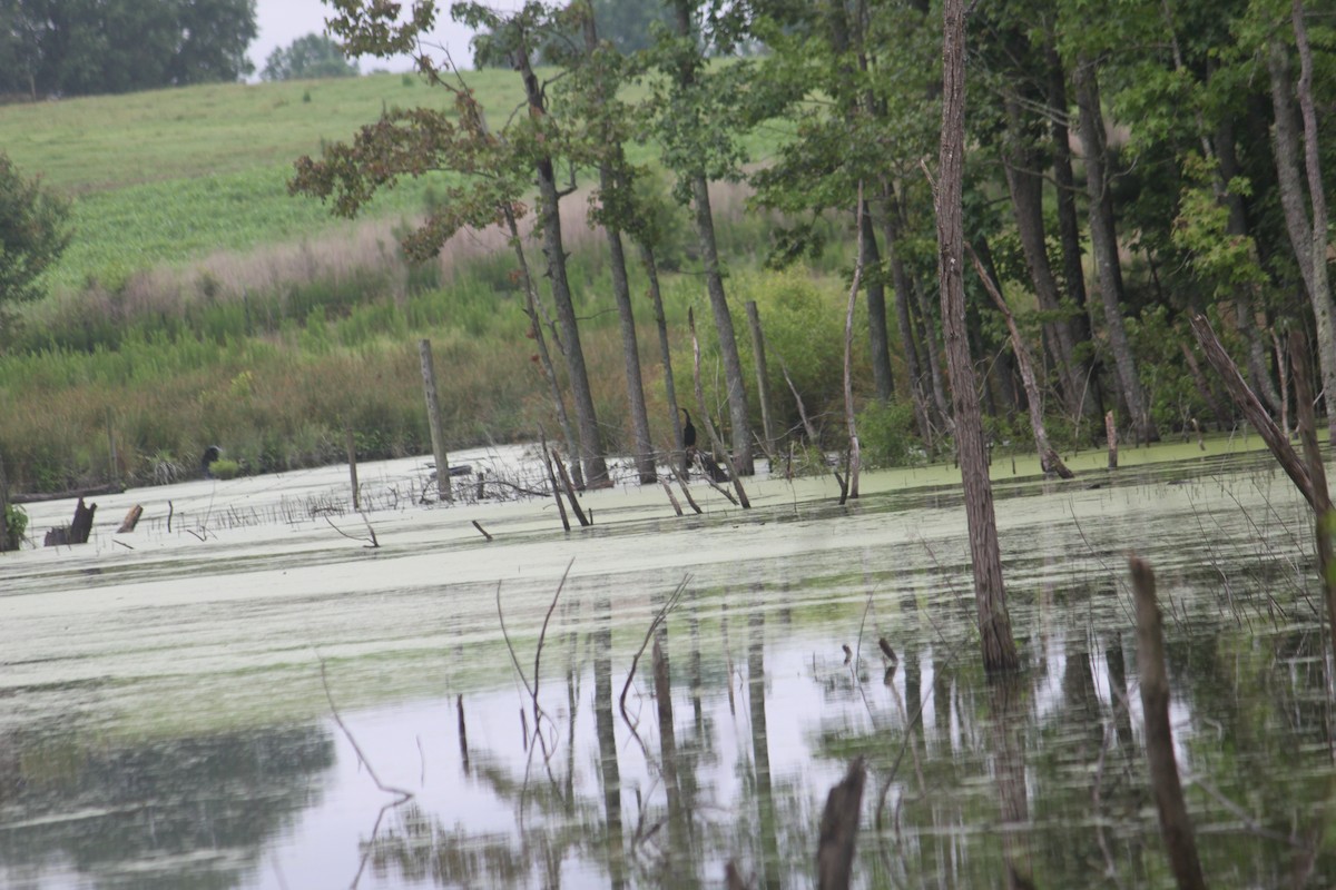 anhinga americká - ML296326521