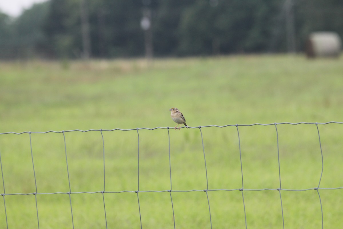 Grasshopper Sparrow - ML296326641