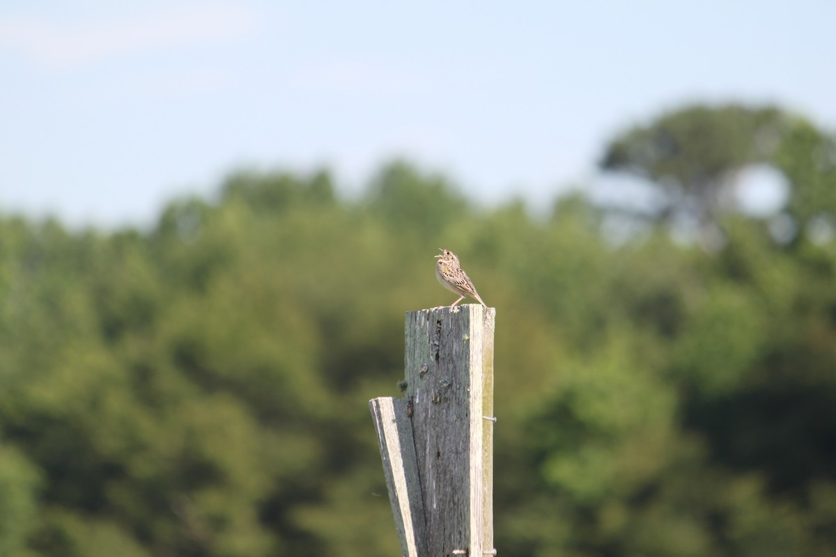 Grasshopper Sparrow - ML296327451