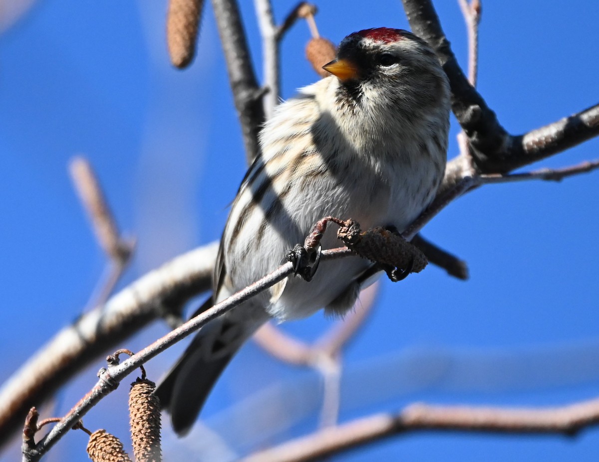 Common Redpoll - ML296328321