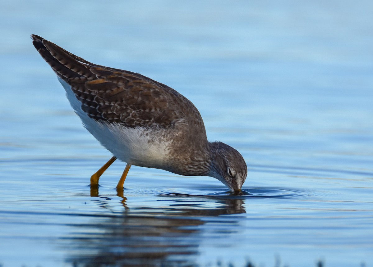 Lesser Yellowlegs - ML296329341