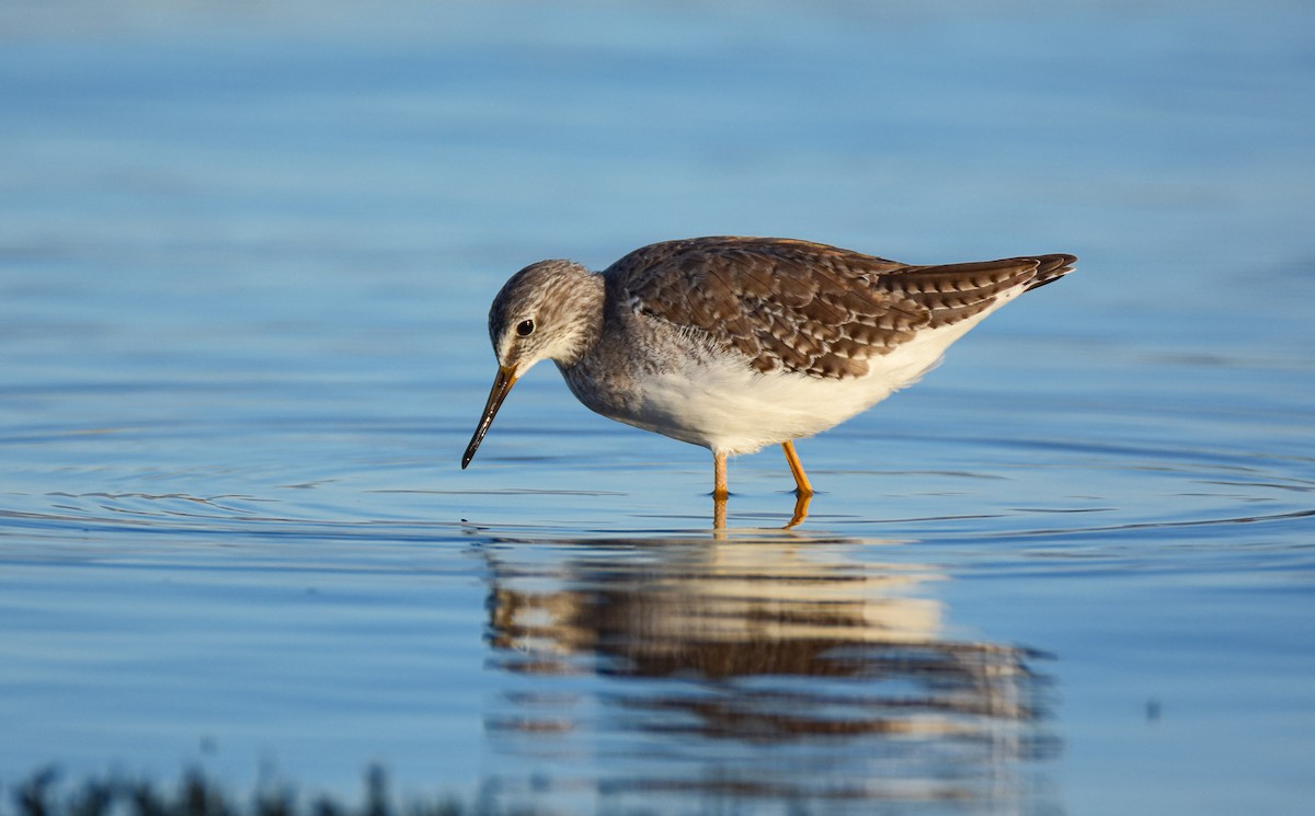 Lesser Yellowlegs - ML296329351