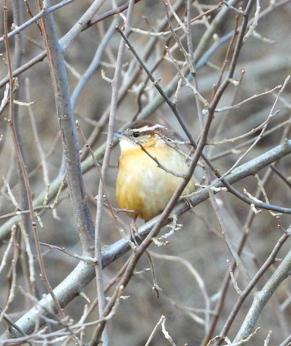 Carolina Wren - ML296329421