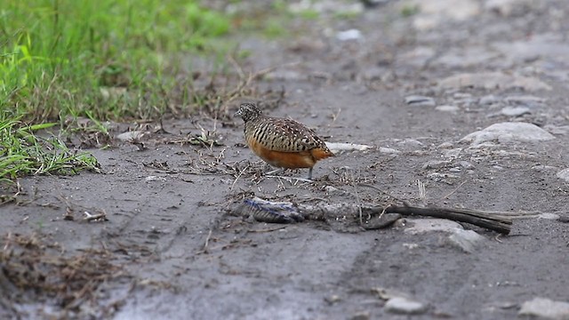 Barred Buttonquail - ML296329991