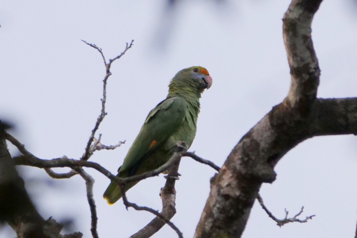 Blue-cheeked Parrot - Alexandre Vinot