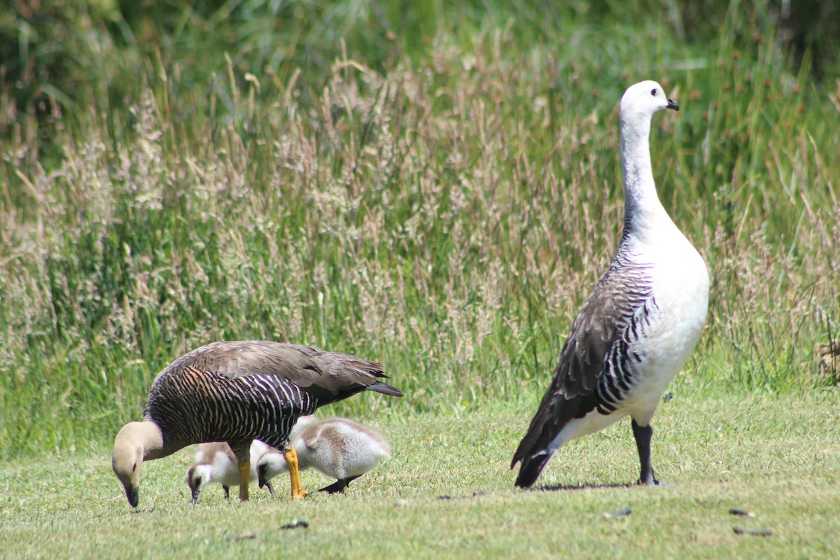 Upland Goose - ML296331581