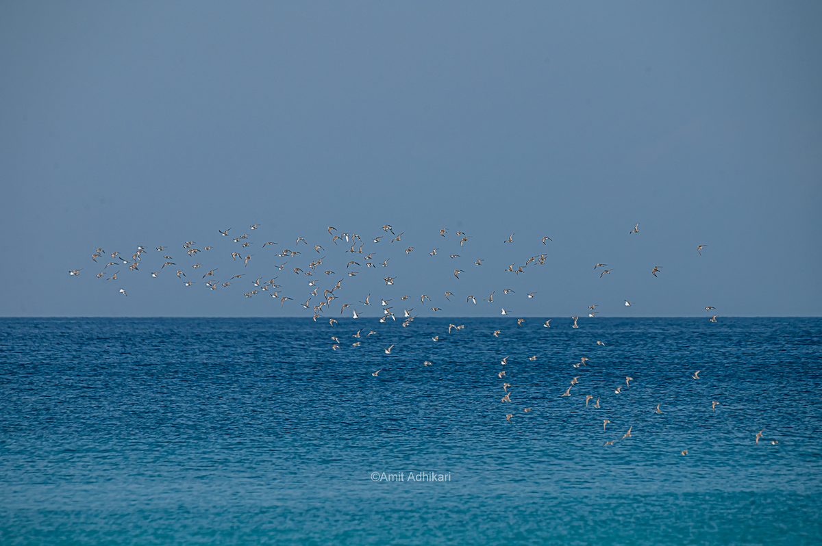 Tibetan Sand-Plover - ML296332071