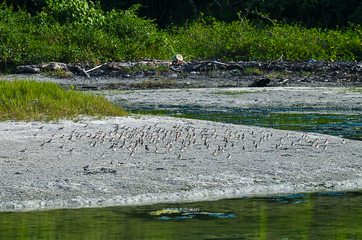 Tibetan Sand-Plover - ML296332151