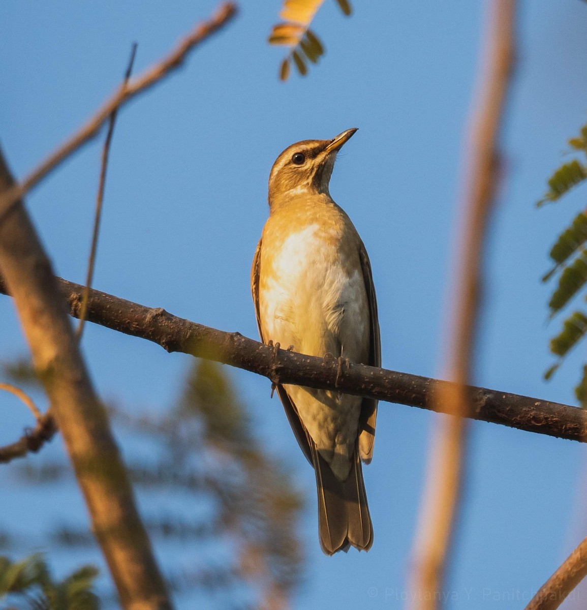 Eyebrowed Thrush - ML296332511