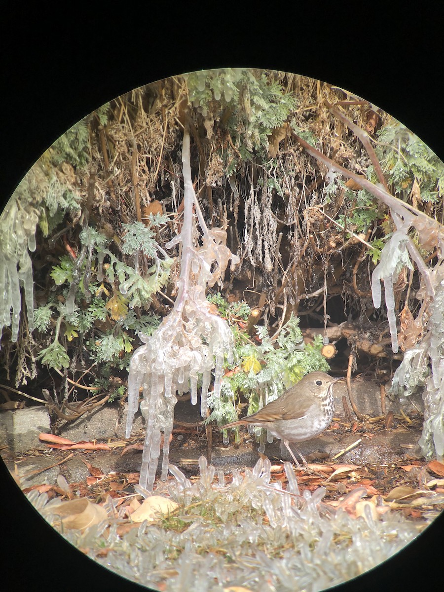 Hermit Thrush - ML296332521