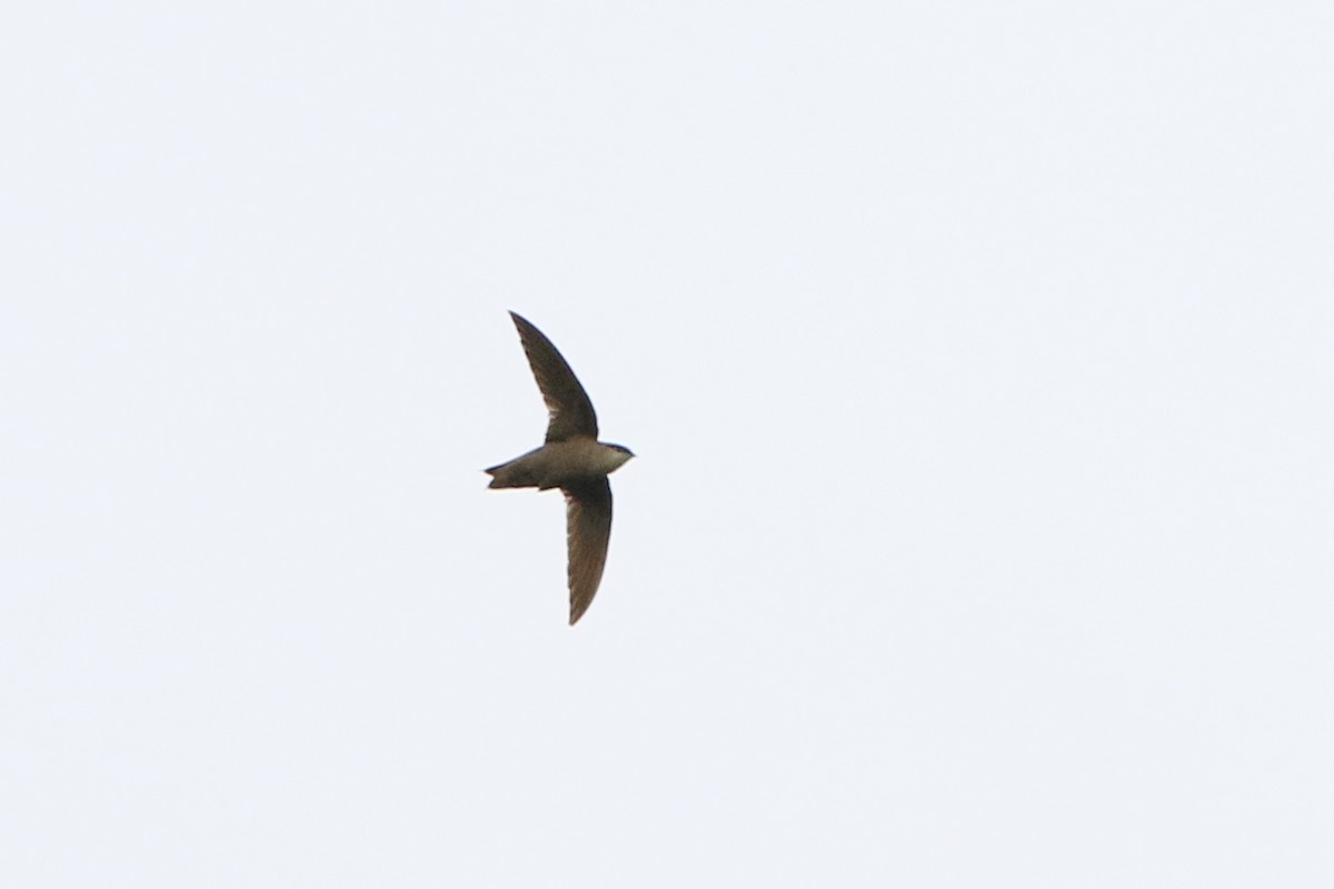 Chimney Swift - ML29633391