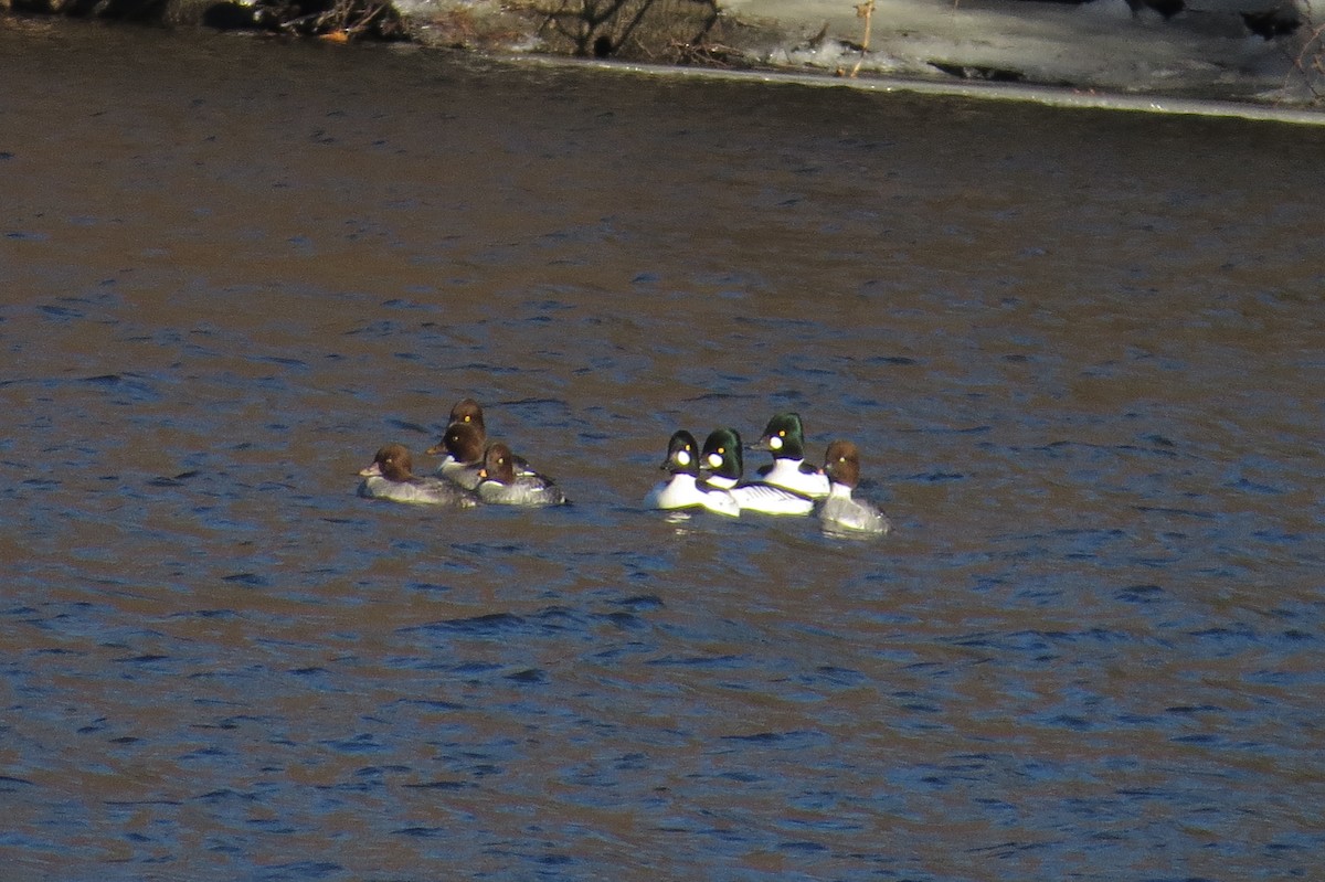 Common Goldeneye - ML296334551