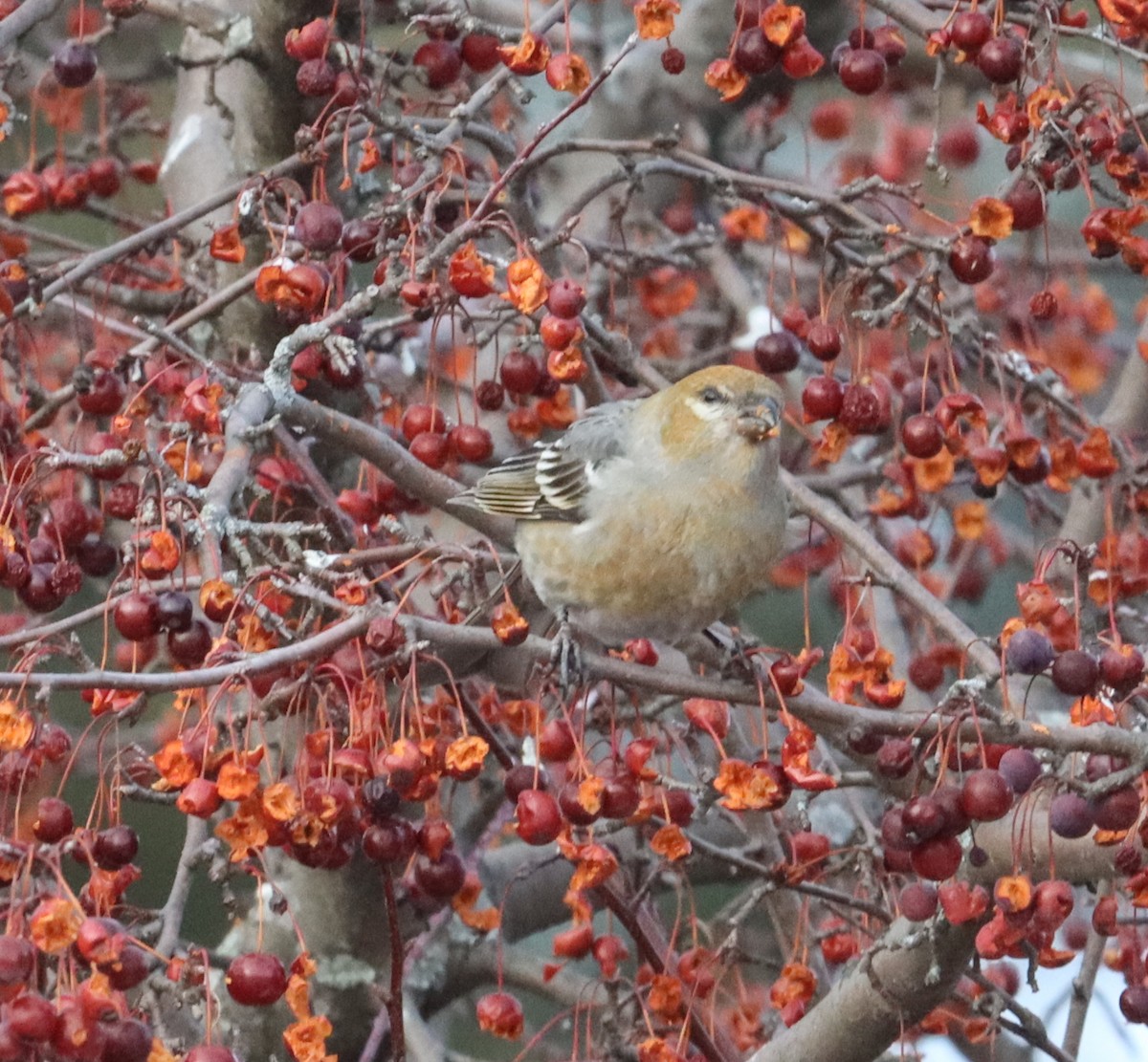 Pine Grosbeak - ML296336111