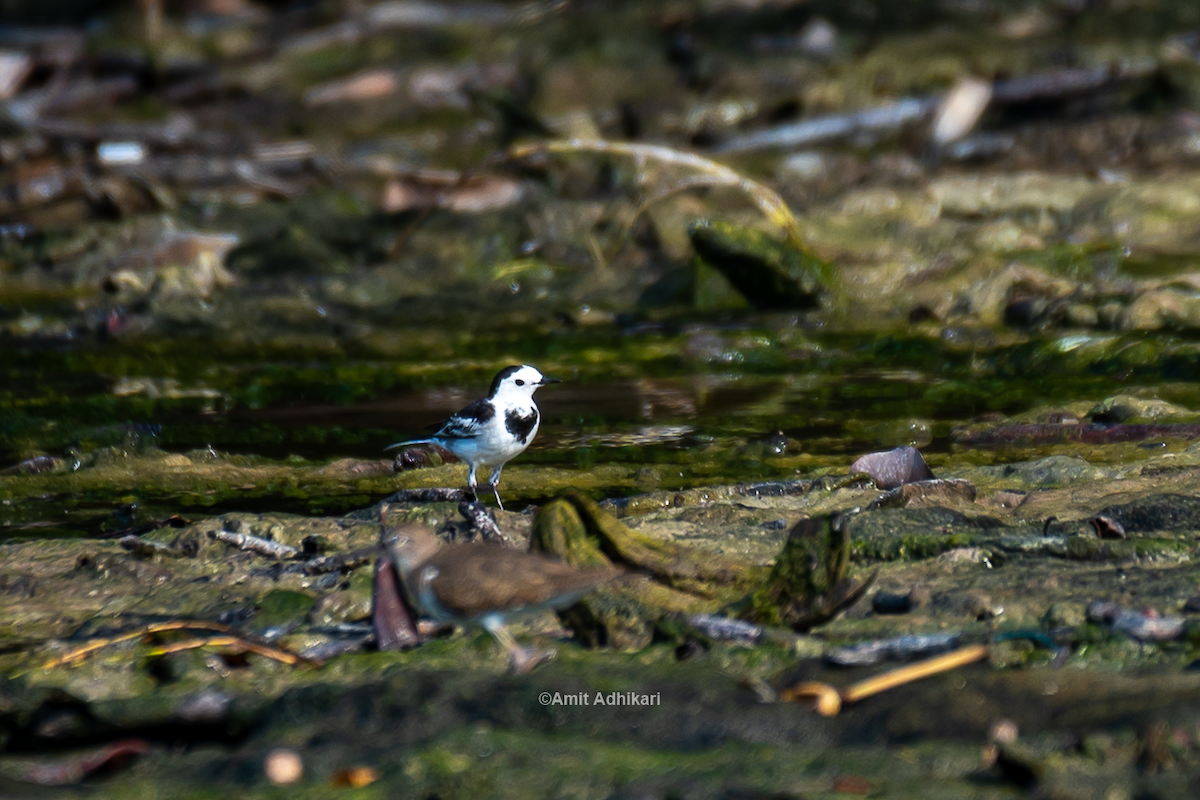 White Wagtail - ML296336261