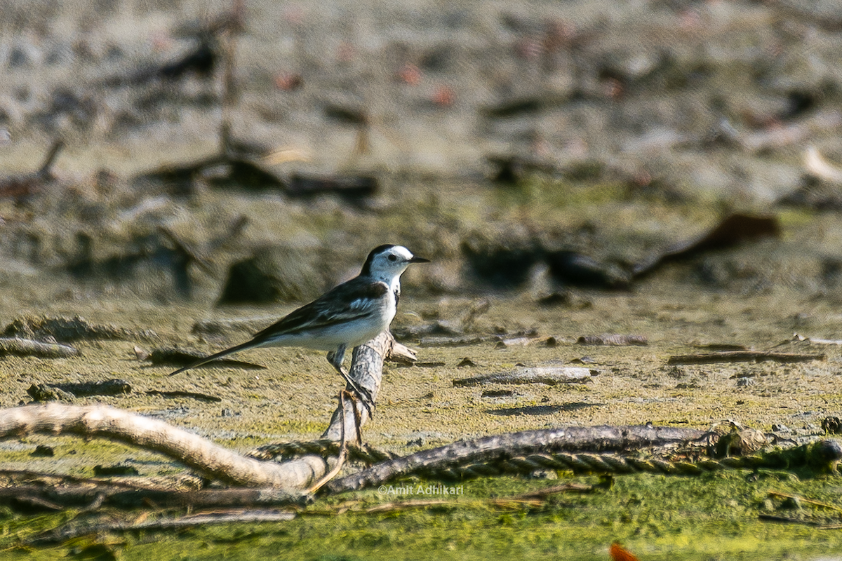 White Wagtail - ML296336271