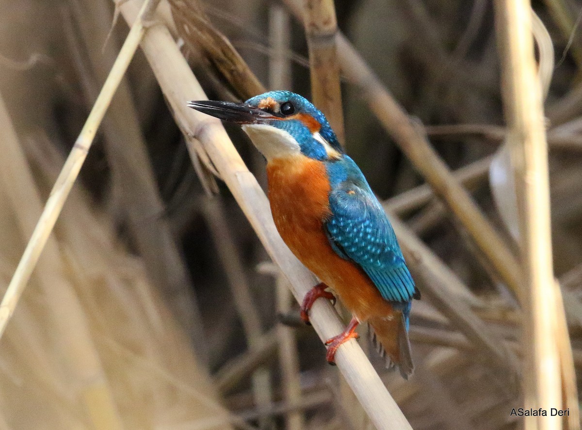 Common Kingfisher (Common) - ML296336651