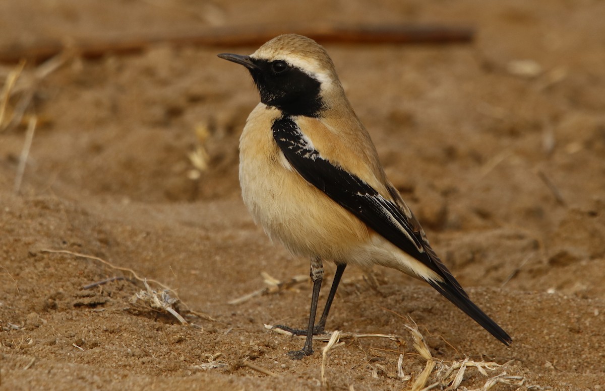 Desert Wheatear - ML296337021