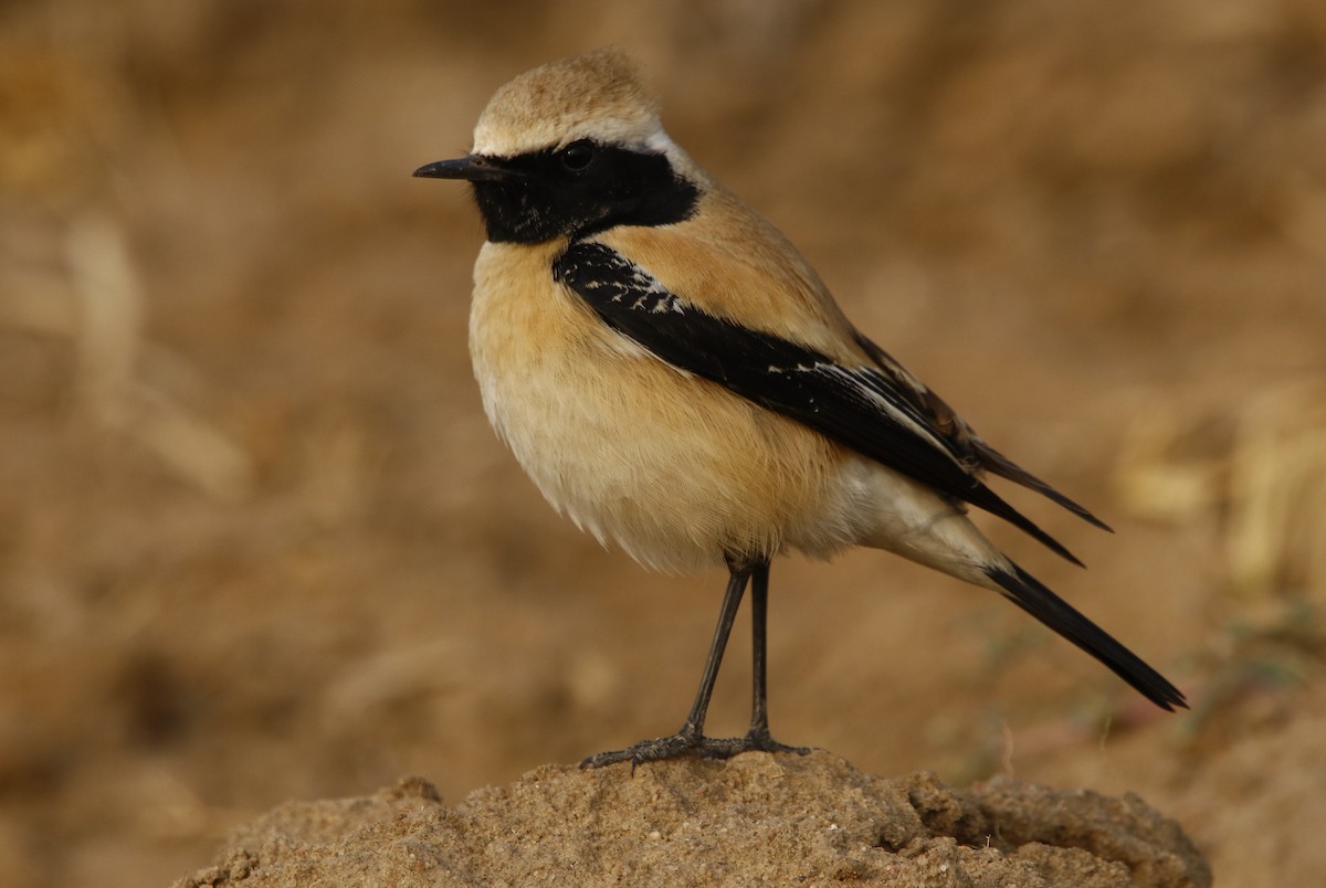 Desert Wheatear - ML296338481