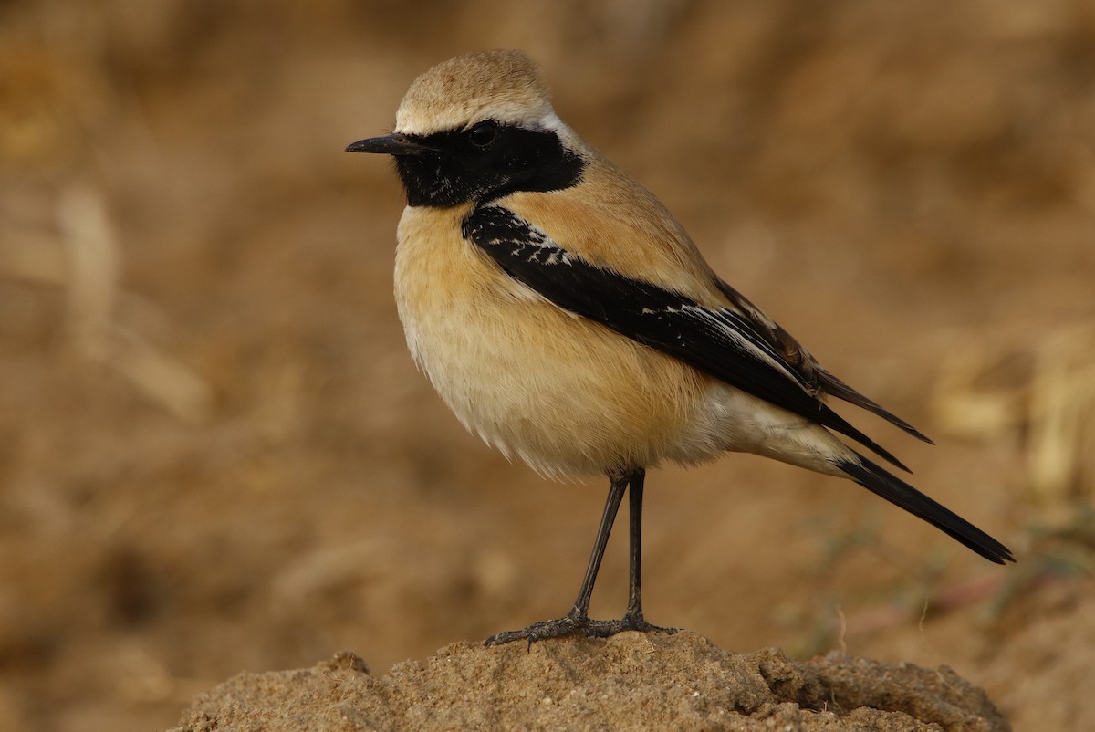 Desert Wheatear - ML296338711