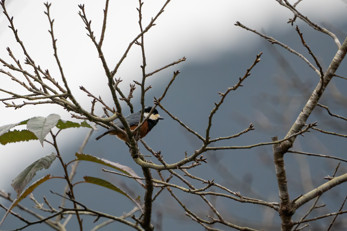 Chestnut-bellied Tit - Irving Lu