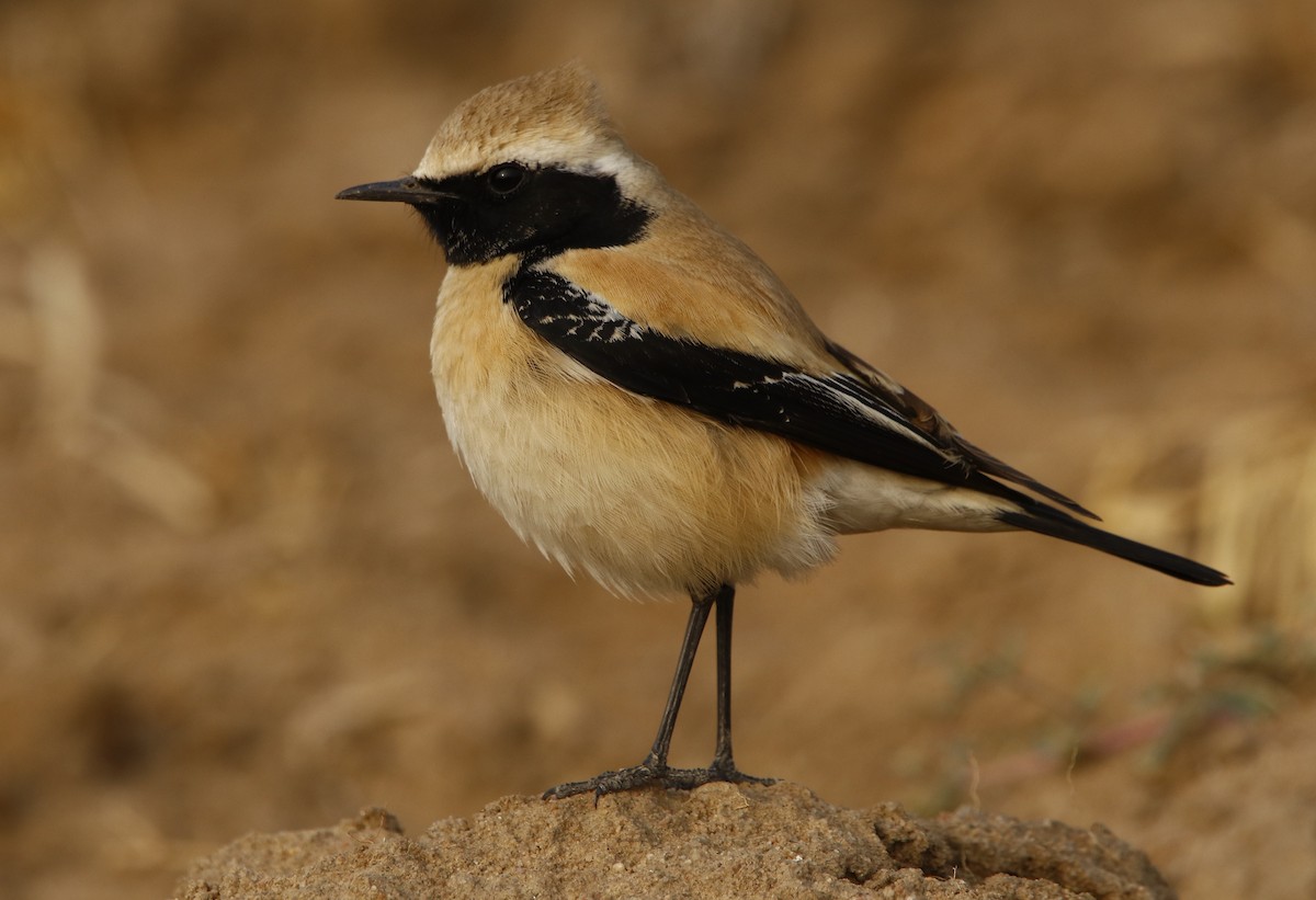 Desert Wheatear - ML296339551