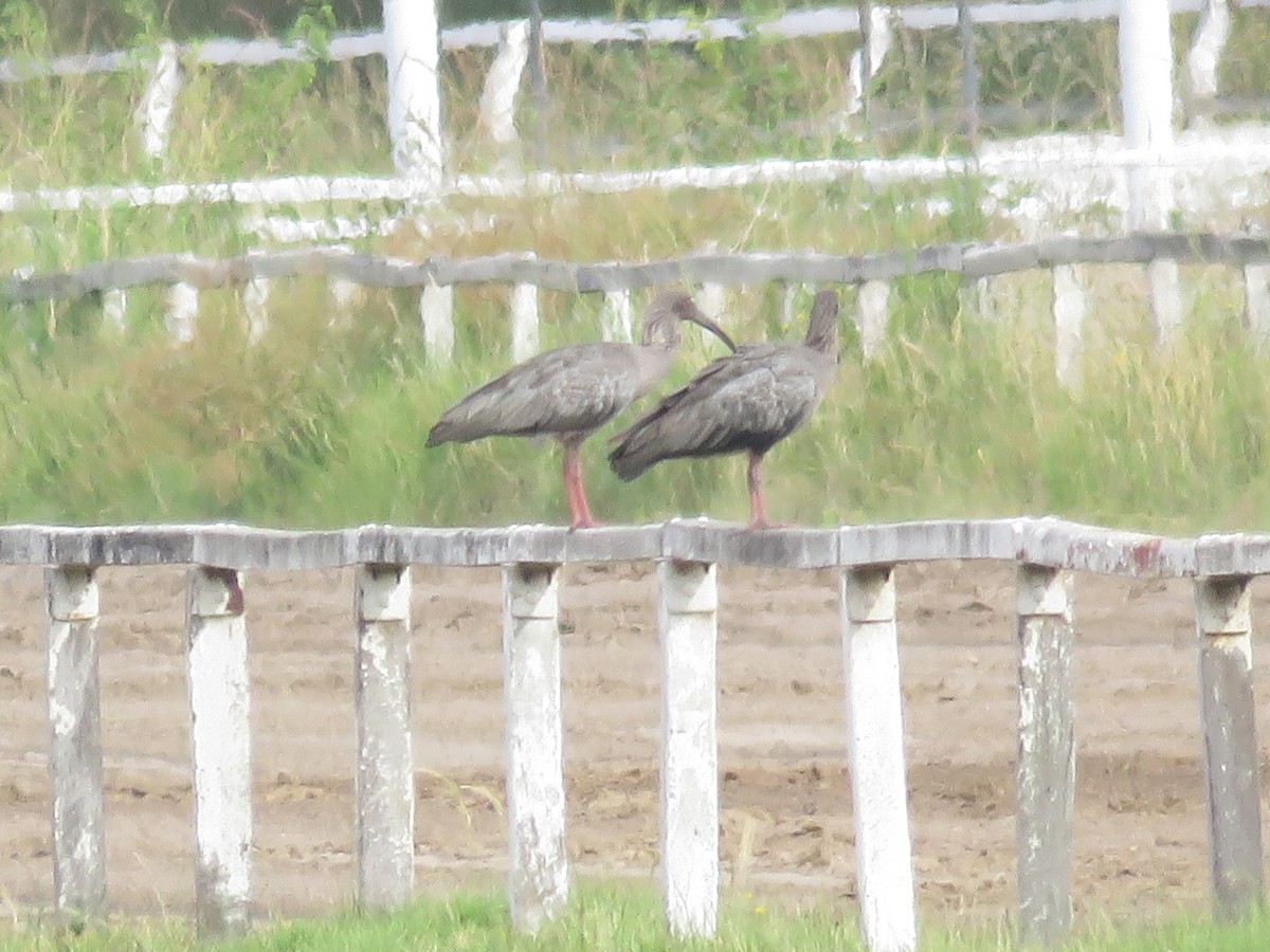 Plumbeous Ibis - ML296340191