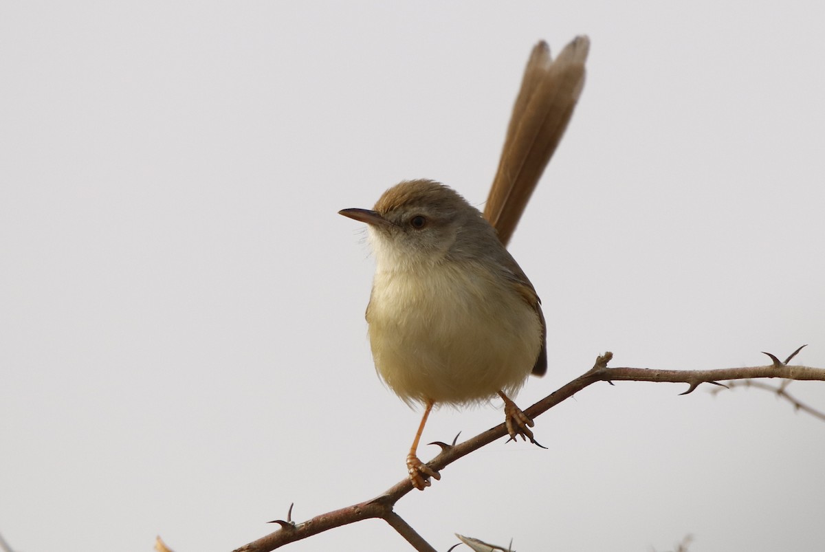 Plain Prinia - Bhaarat Vyas