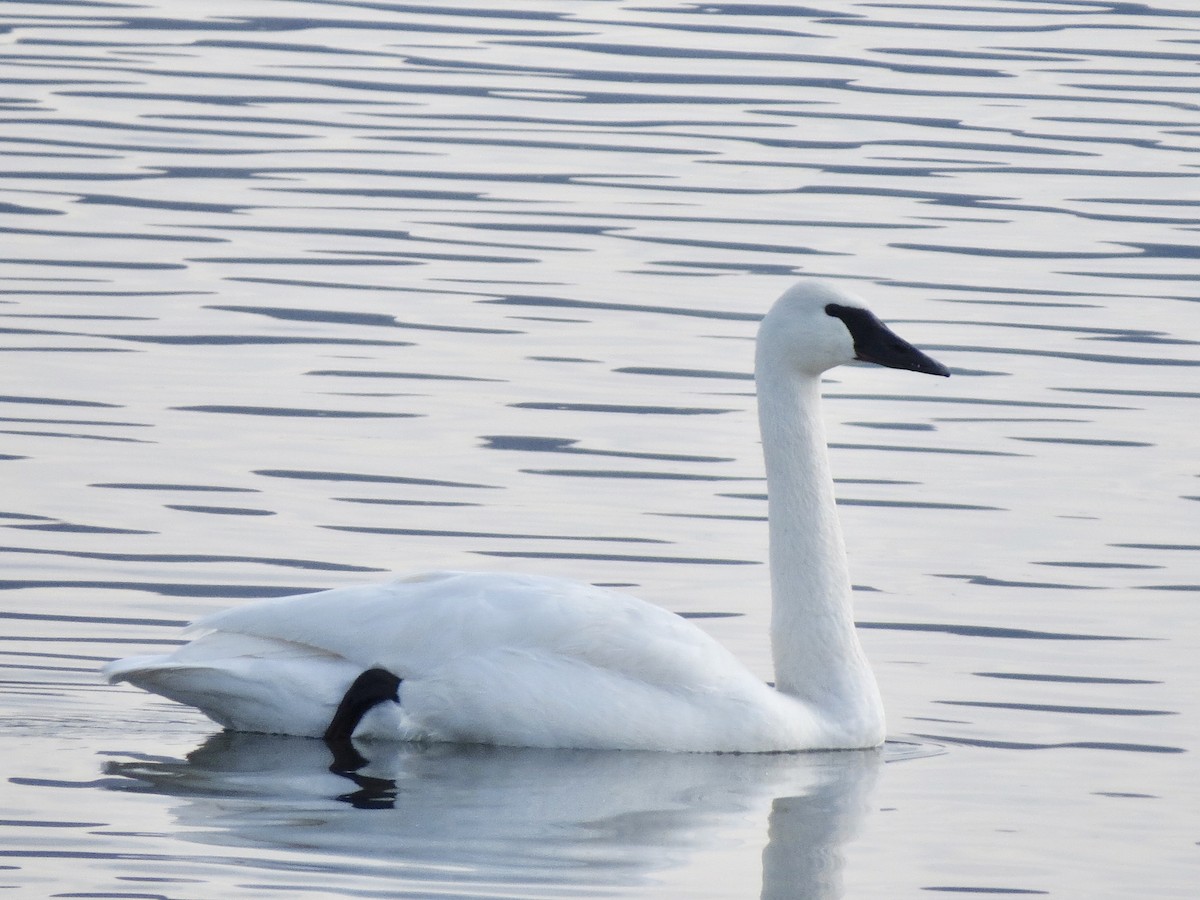 Trumpeter Swan - Sharyn Isom