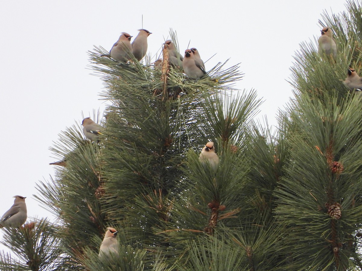 Bohemian Waxwing - ML296343391