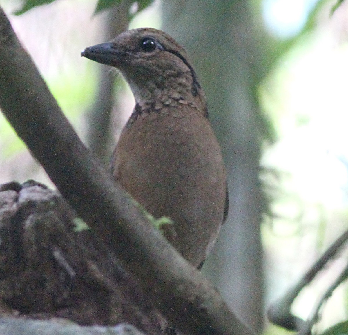 Giant Pitta - Ashley Banwell