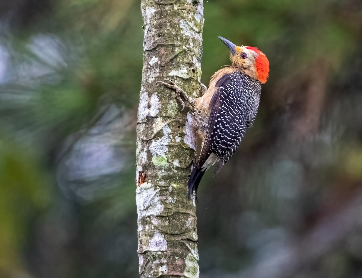 Golden-fronted Woodpecker - Sergio Romero