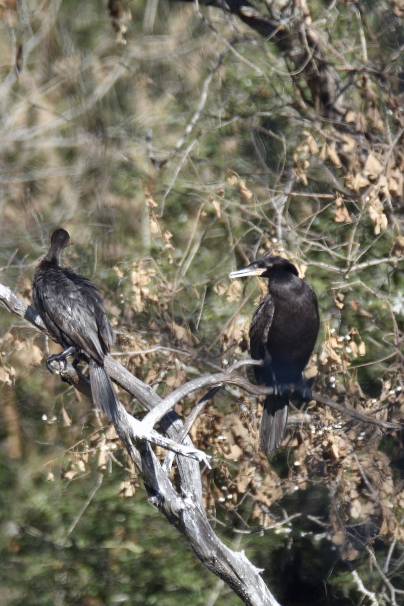 Cormorán Biguá - ML296349491