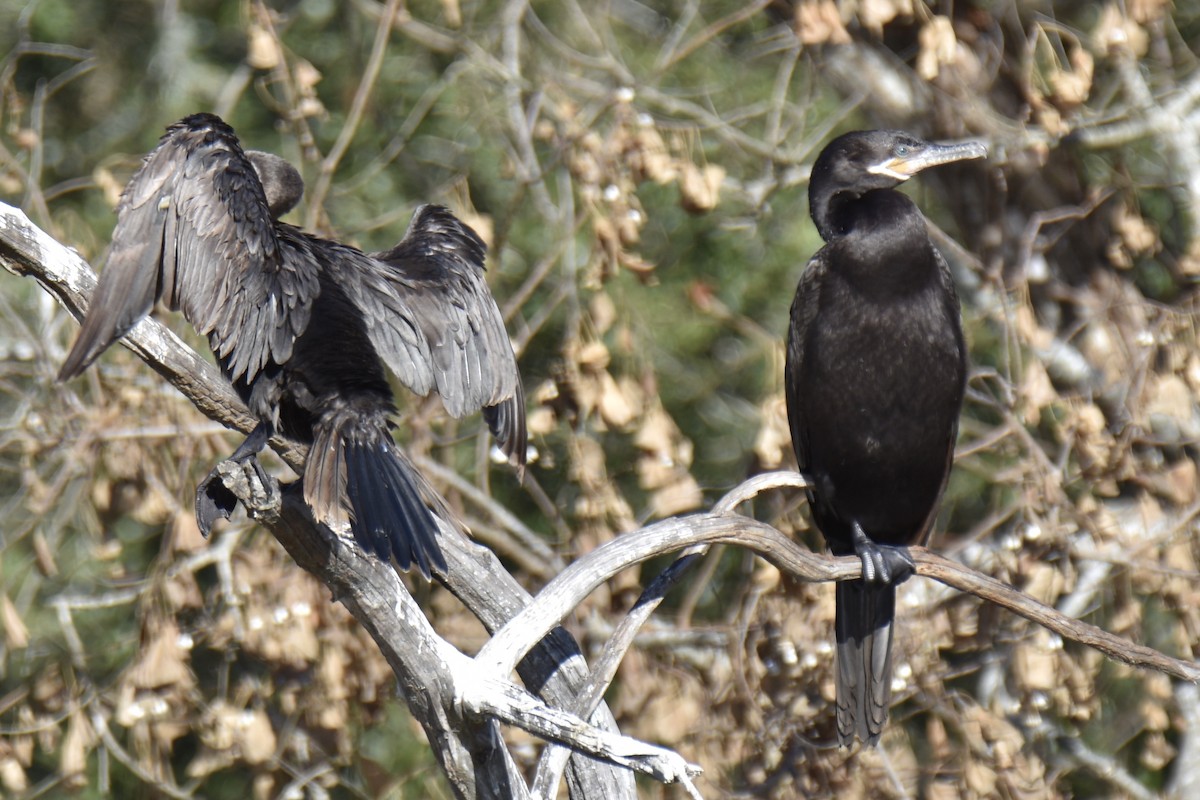 Neotropic Cormorant - ML296349511