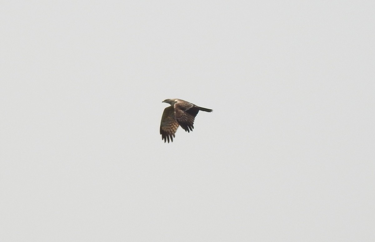 Oriental Honey-buzzard (Northern) - ML296350481