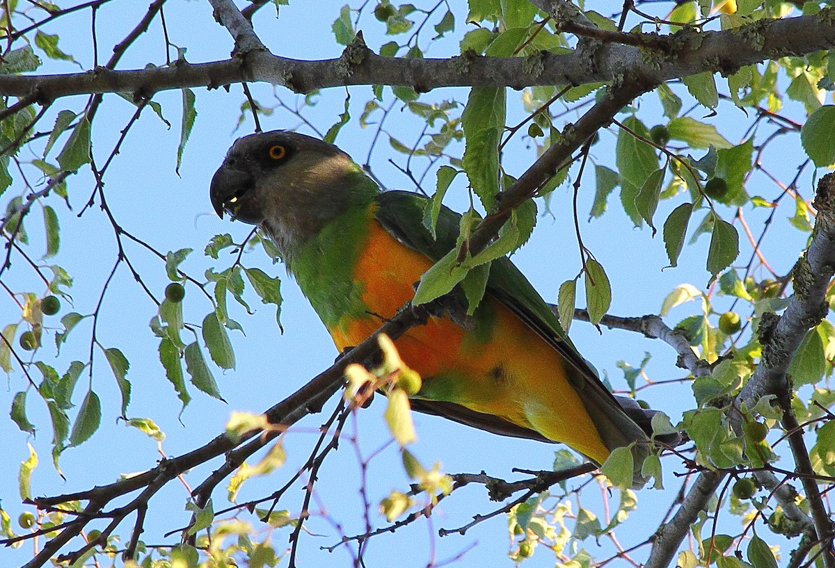 Senegal Papağanı - ML296350721