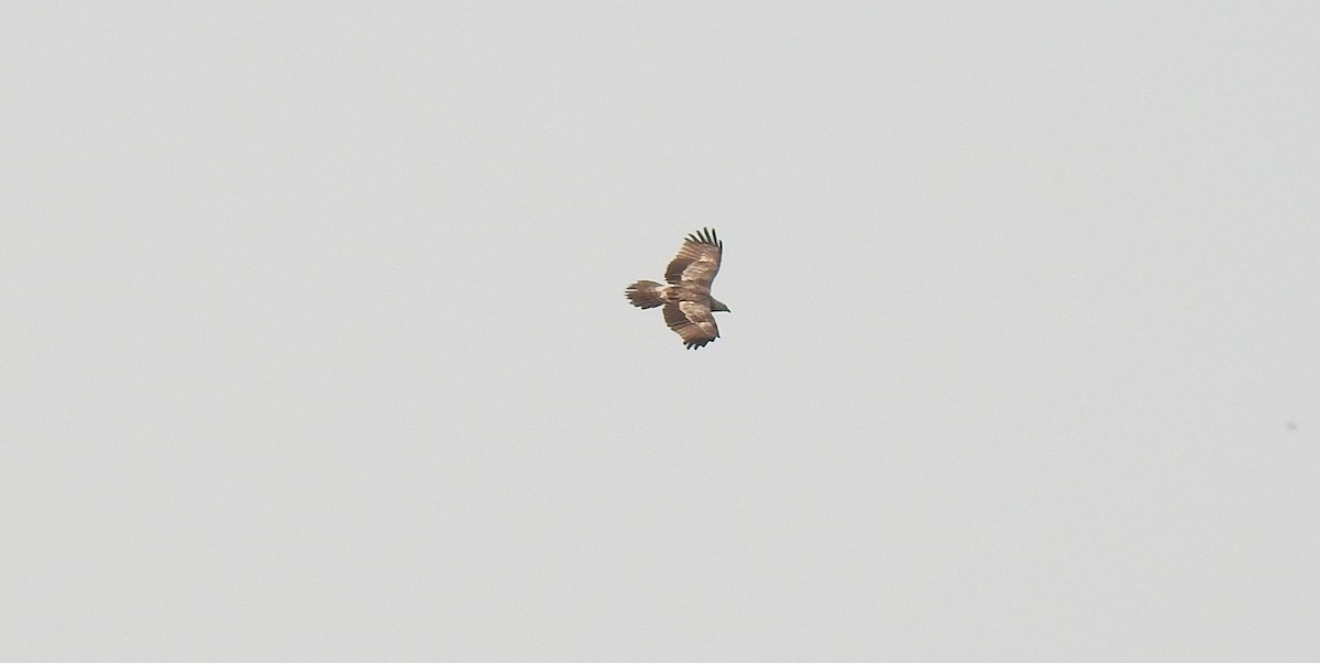 Oriental Honey-buzzard (Northern) - ML296350731