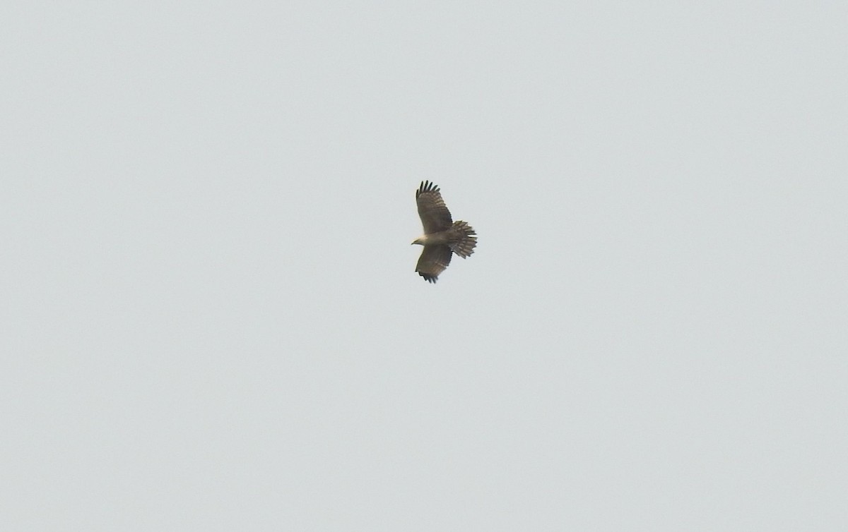 Oriental Honey-buzzard (Northern) - ML296350981