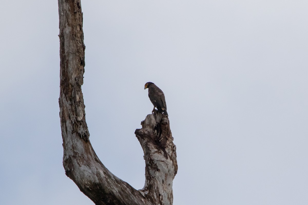 Crested Serpent-Eagle (Crested) - ML296351191