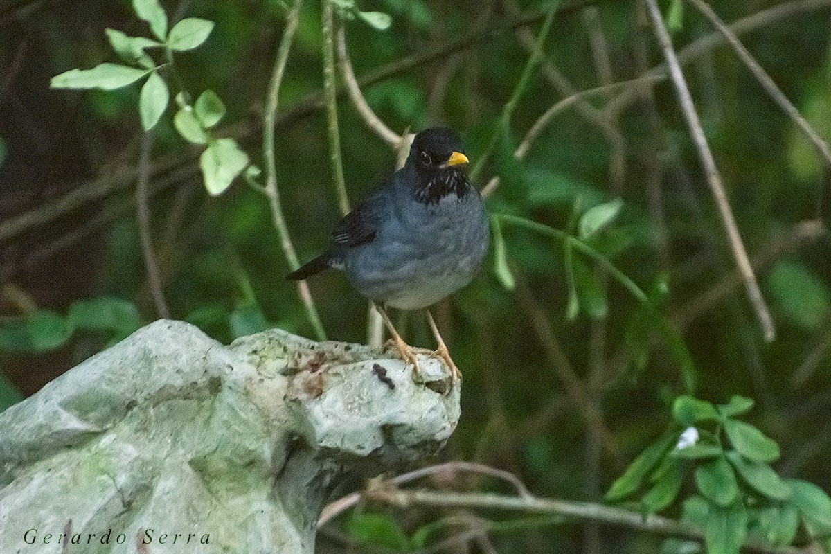 Andean Slaty Thrush - Gerardo Serra