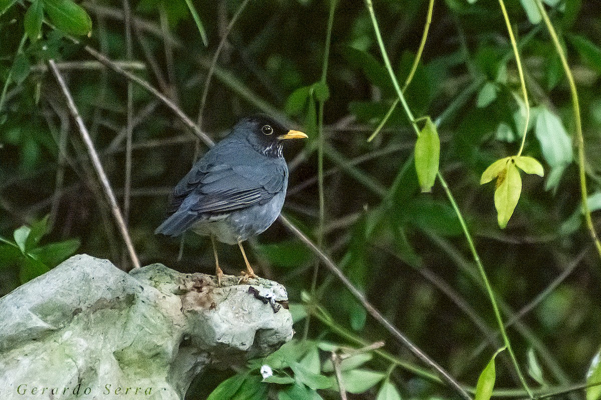 Andean Slaty Thrush - Gerardo Serra
