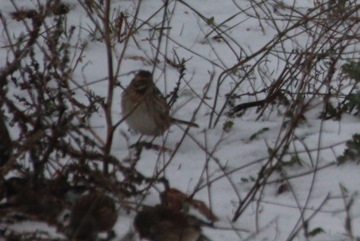 Reed Bunting - ML296352831