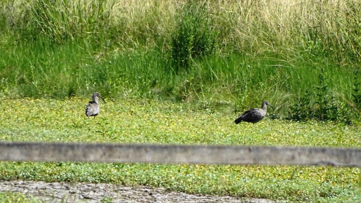 Plumbeous Ibis - ML296355051